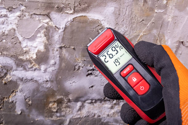 Best Attic Mold Removal  in Pamplico, SC