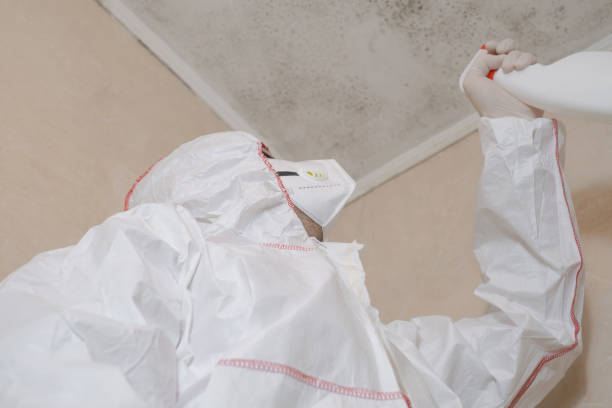 Best Commercial Mold Removal  in Pamplico, SC