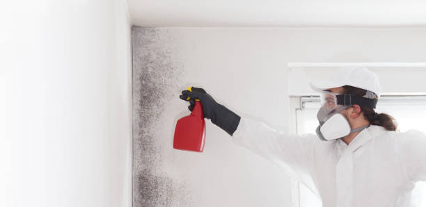 Best Black Mold Removal  in Pamplico, SC