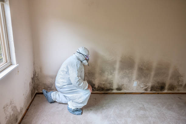 Water Damage Restoration in Pamplico, SC