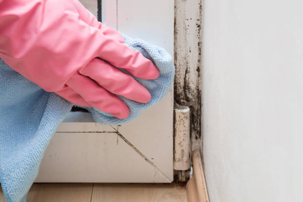 Mold Removal Process in Pamplico, SC