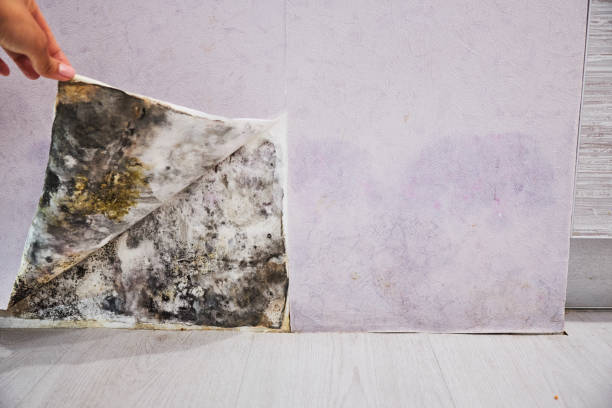 Crawl Space Mold Removal in Pamplico, SC